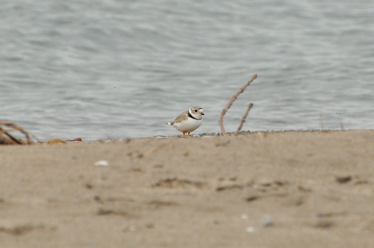 Piping Plover - ML618464743
