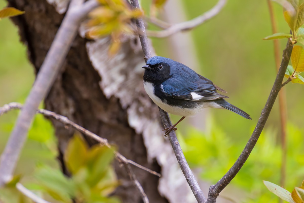 Black-throated Blue Warbler - ML618464744
