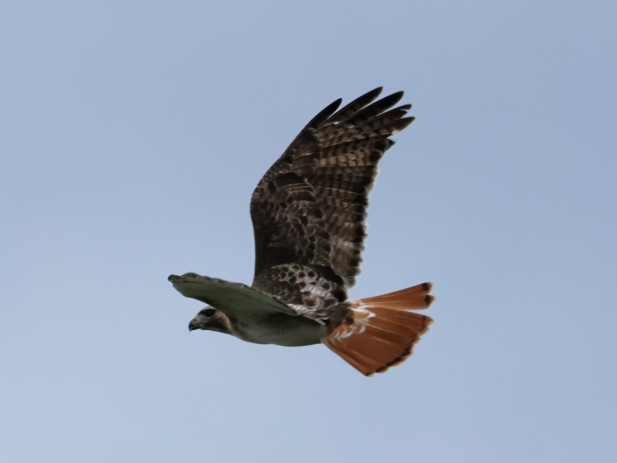 Red-tailed Hawk - Charlie Arp