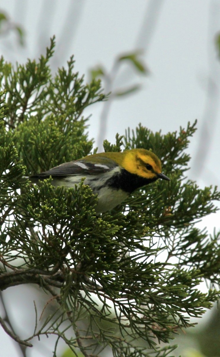 Black-throated Green Warbler - Curt Fisher