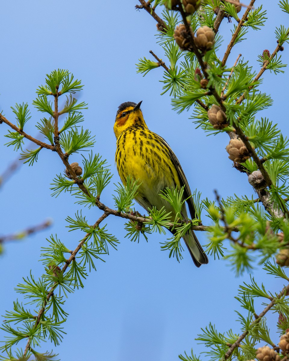 Cape May Warbler - ML618464763