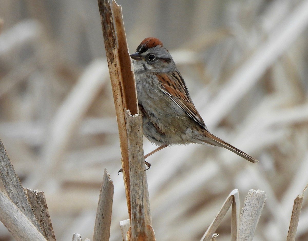 Swamp Sparrow - ML618464784