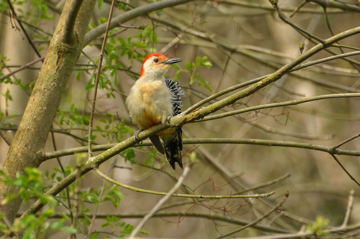 Red-bellied Woodpecker - ML618464785