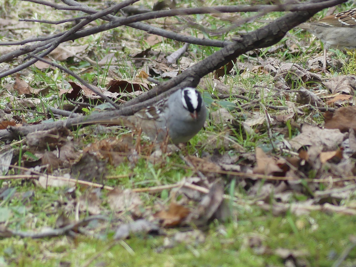 White-crowned Sparrow - ML618464801