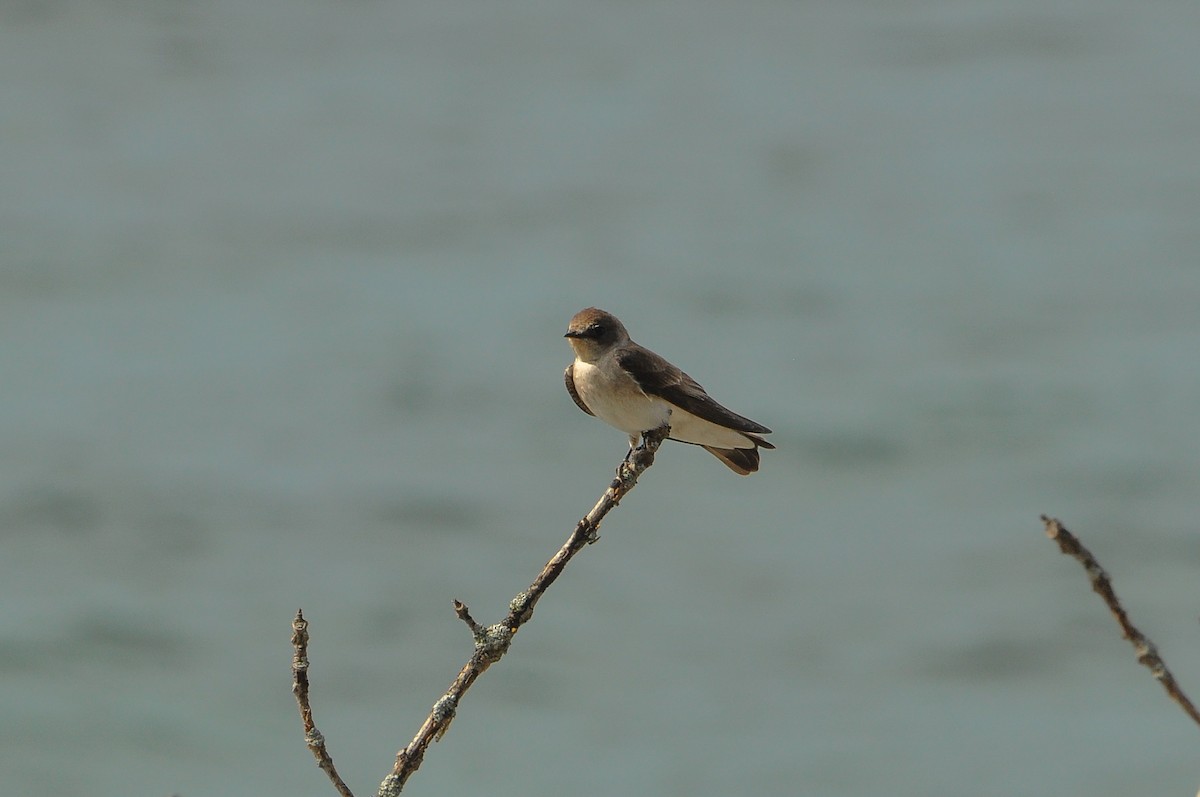 Northern Rough-winged Swallow - ML618464812