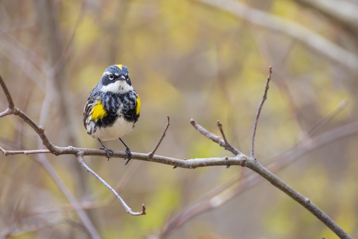 Yellow-rumped Warbler (Myrtle) - ML618464816