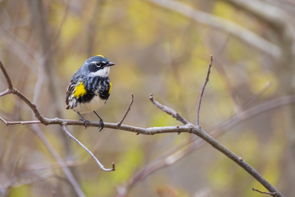 Yellow-rumped Warbler (Myrtle) - ML618464817