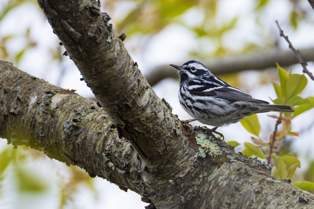 Black-and-white Warbler - ML618464841
