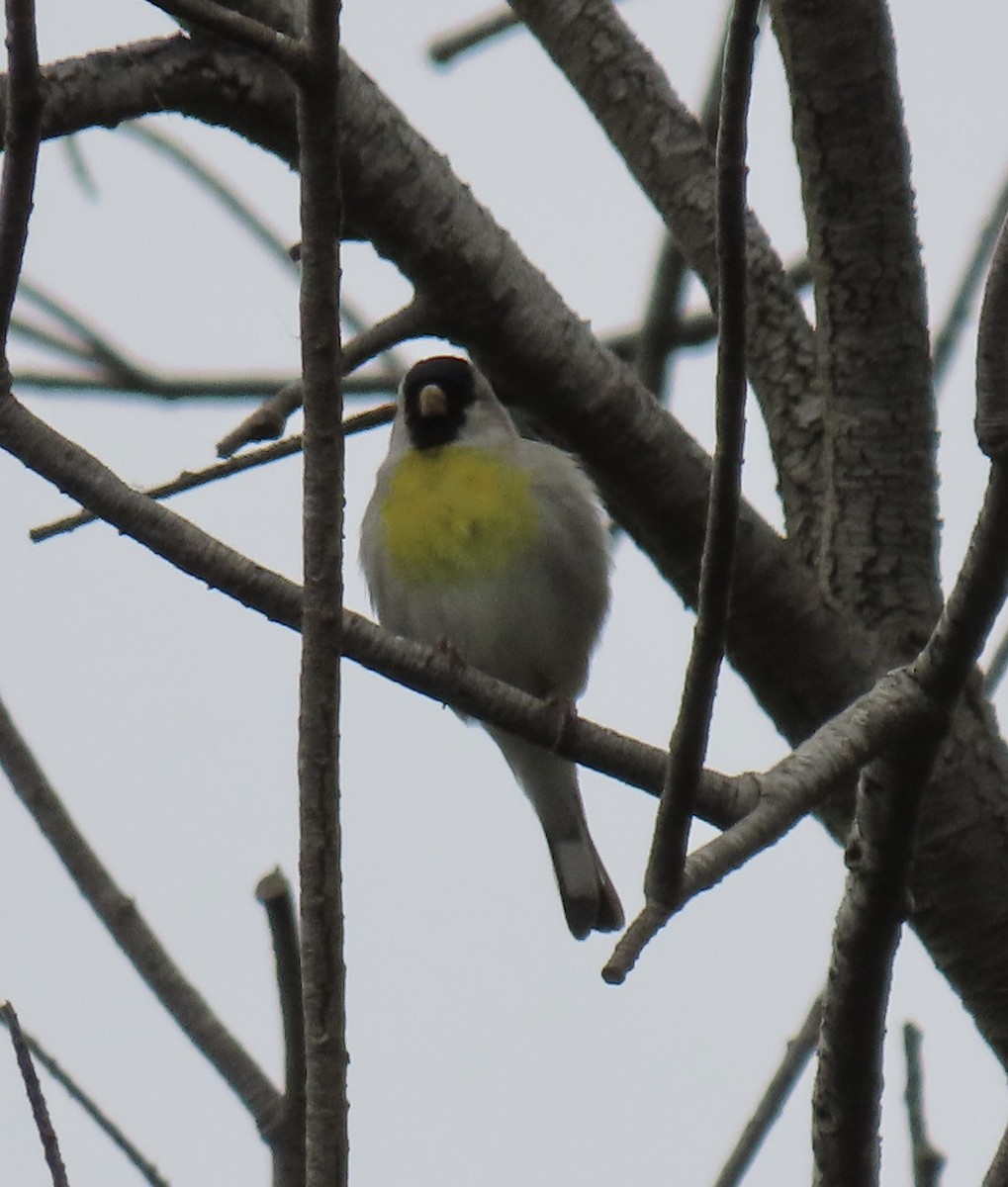 Lawrence's Goldfinch - ML618464857