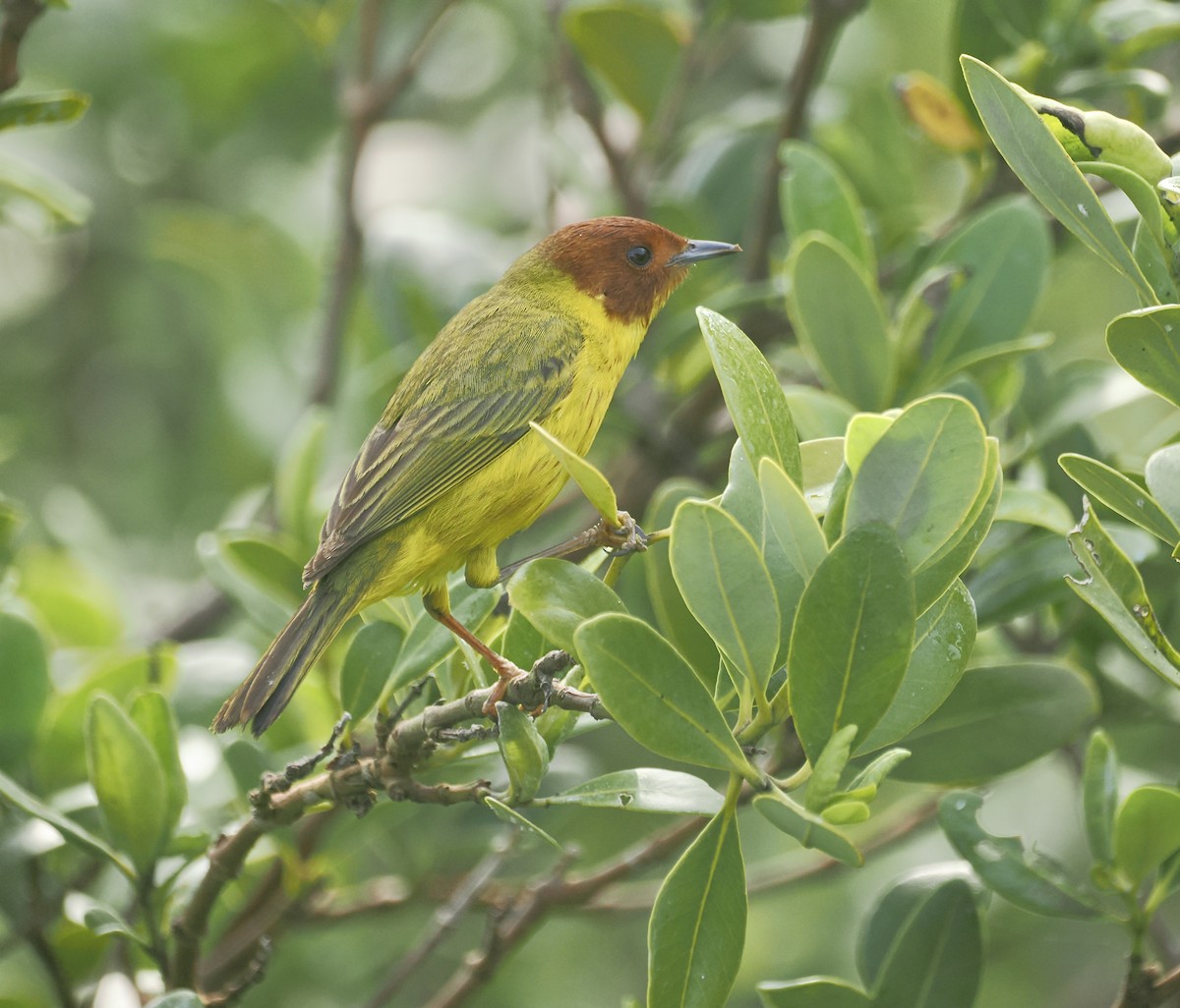 Yellow Warbler (Mangrove) - ML618464881