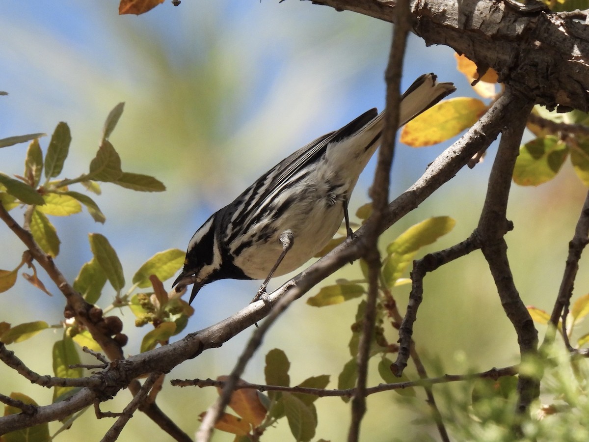 Black-throated Gray Warbler - ML618464906