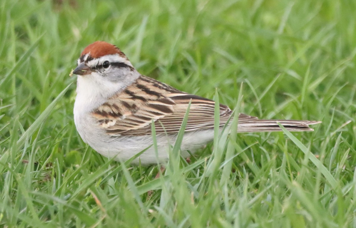 Chipping Sparrow - ML618464907