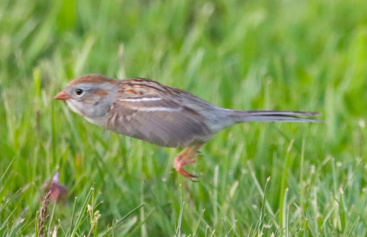 Field Sparrow - ML618464947