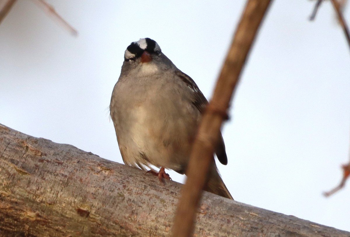 White-crowned Sparrow - ML618464969