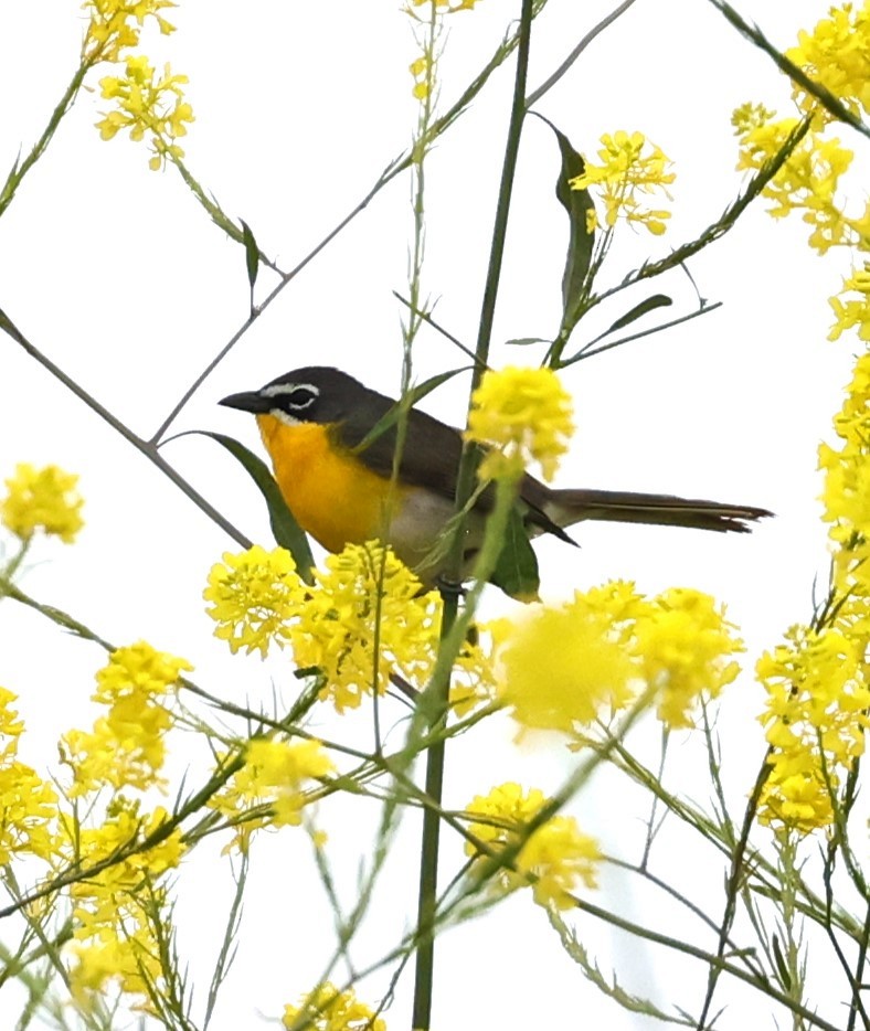 Yellow-breasted Chat - ML618465000