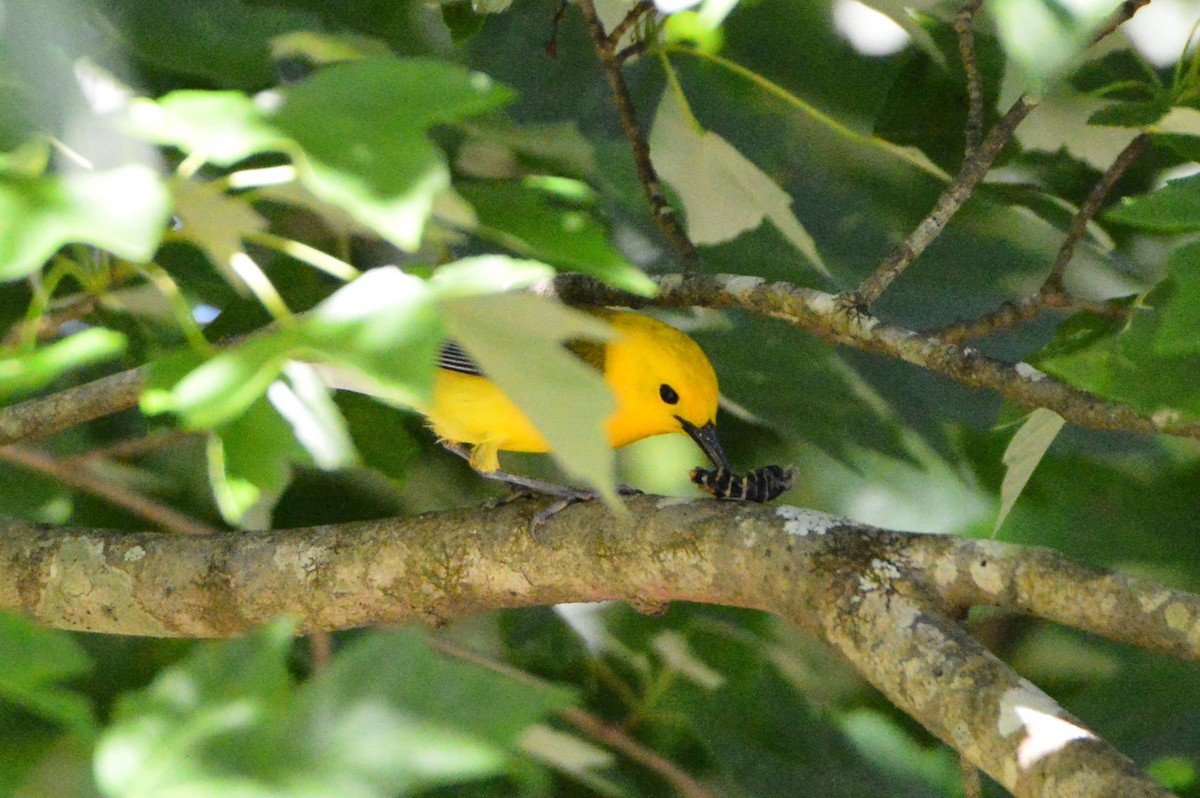 Prothonotary Warbler - ML618465004