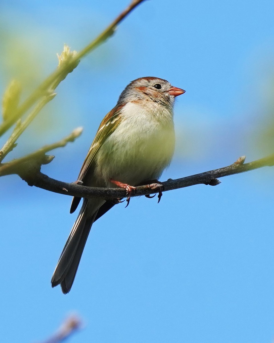 Field Sparrow - ML618465035