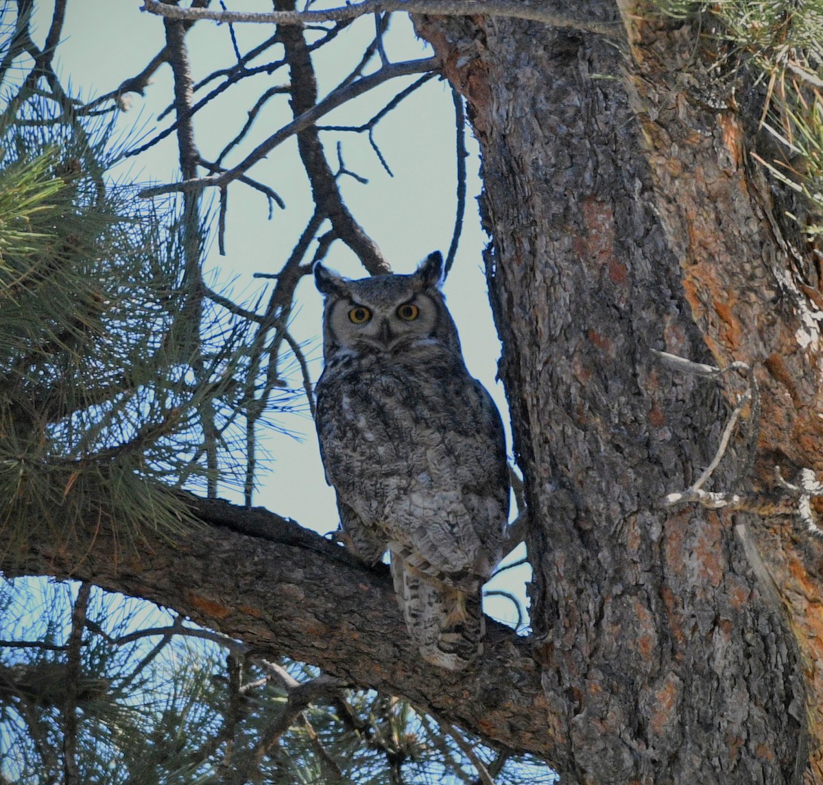 Great Horned Owl - ML618465077