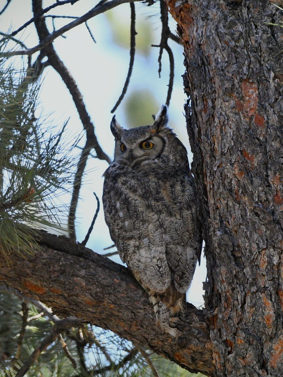 Great Horned Owl - ML618465078