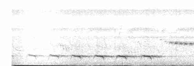 spydknottsmett (rufiventris gr.) - ML618465132