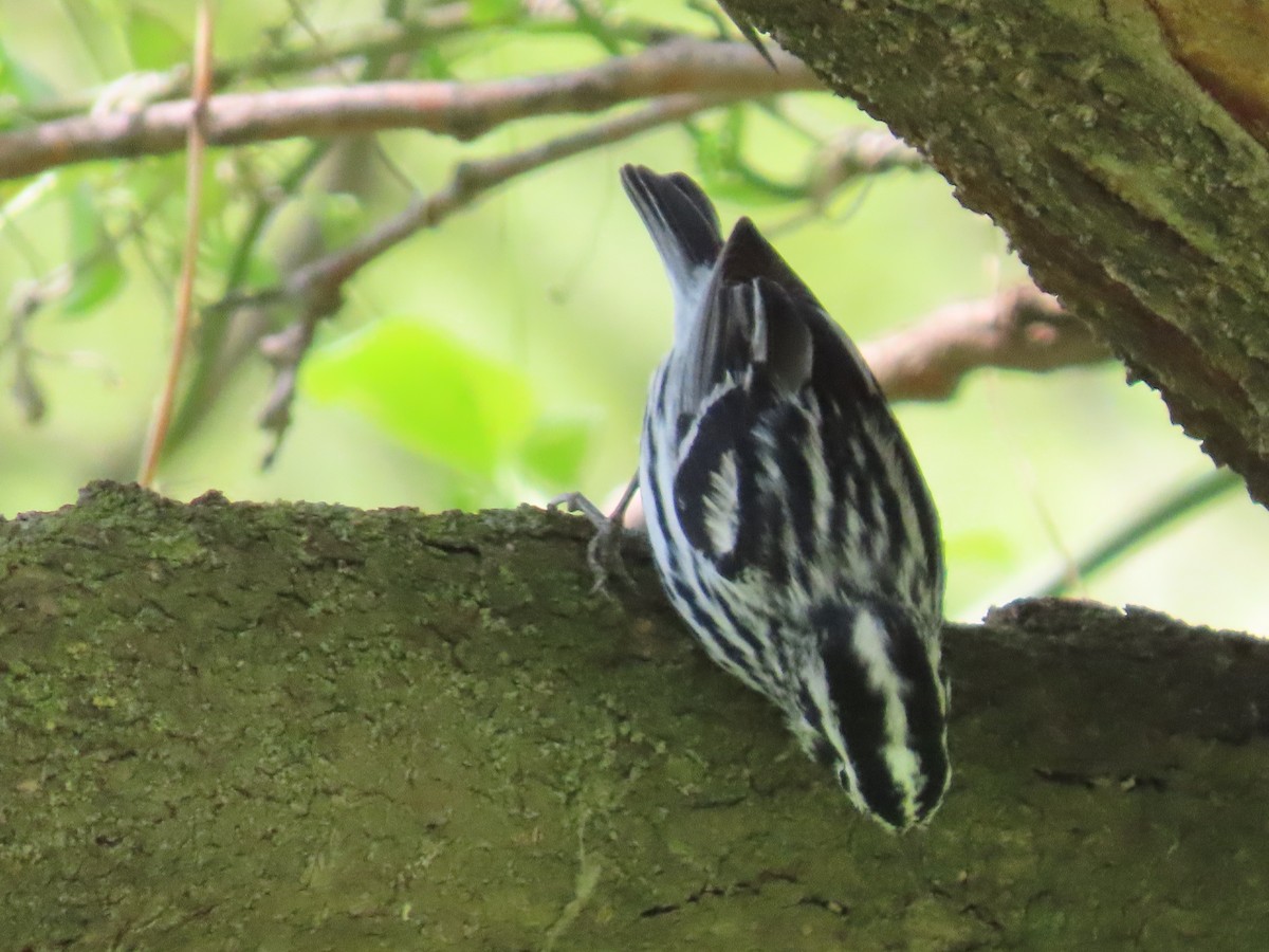 Black-and-white Warbler - ML618465156
