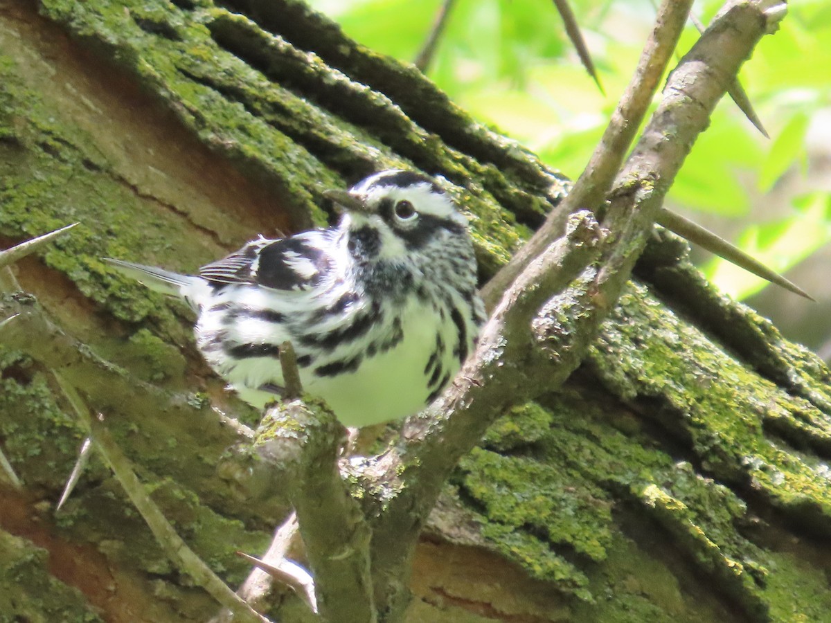 Black-and-white Warbler - ML618465157