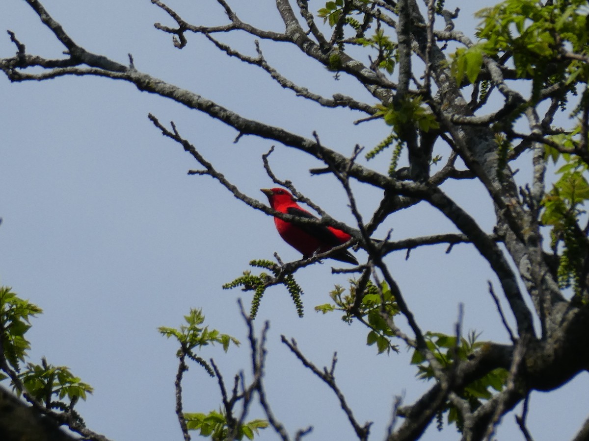 Scarlet Tanager - ML618465180