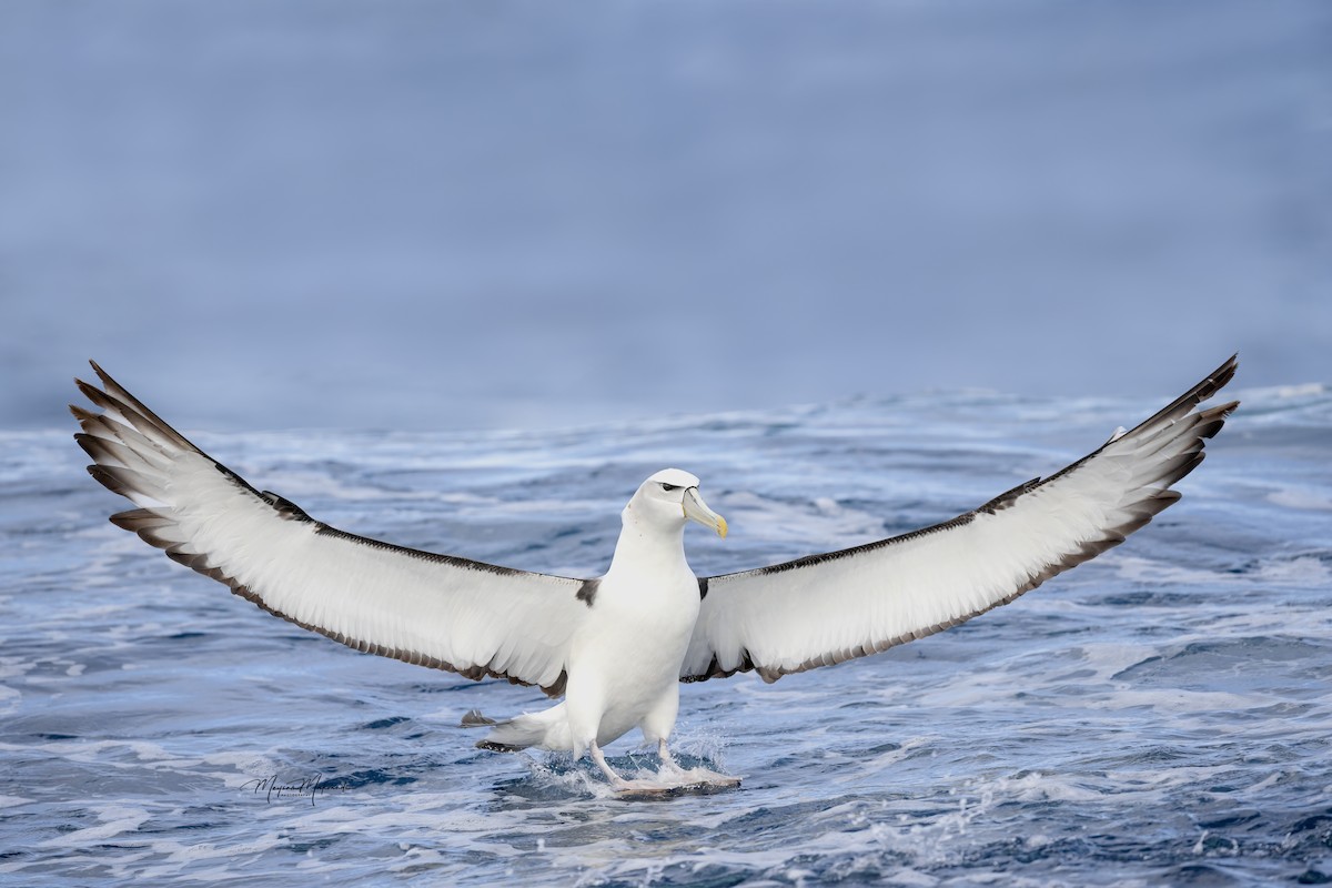 White-capped Albatross - ML618465200