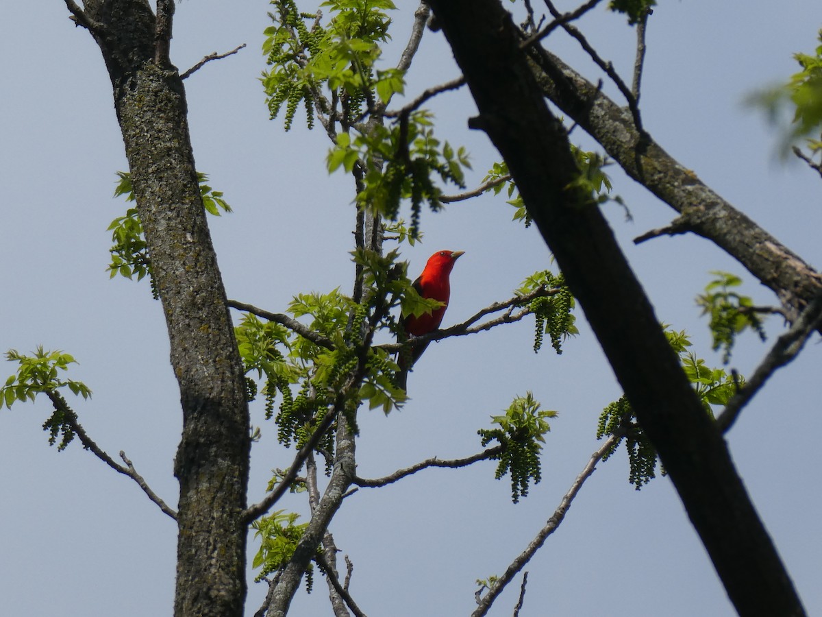 Scarlet Tanager - ML618465202