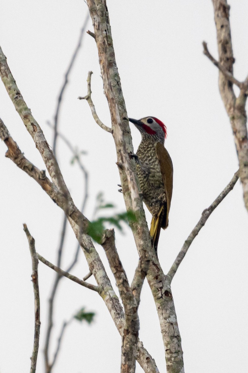 Golden-olive Woodpecker (Bronze-winged) - ML618465210