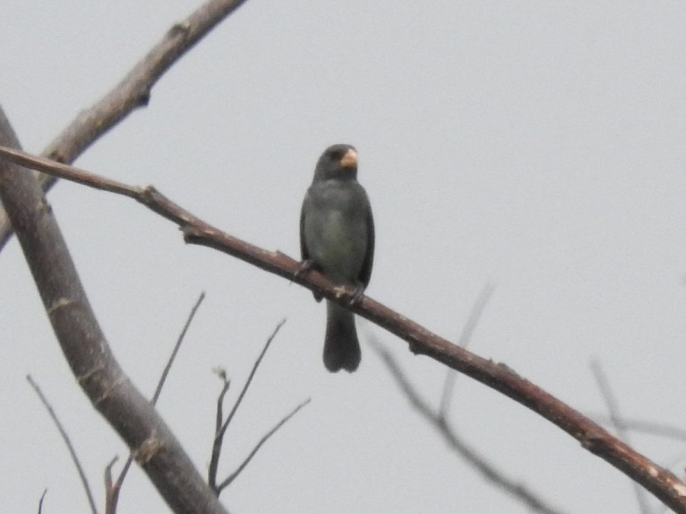 Gray Seedeater - ML618465233