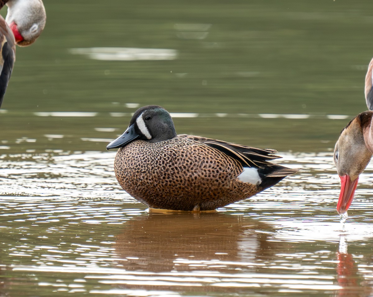 Blue-winged Teal - ML618465290