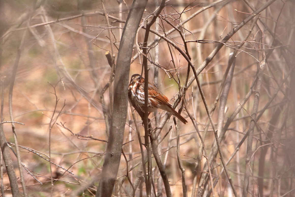 Fox Sparrow (Red) - ML618465349