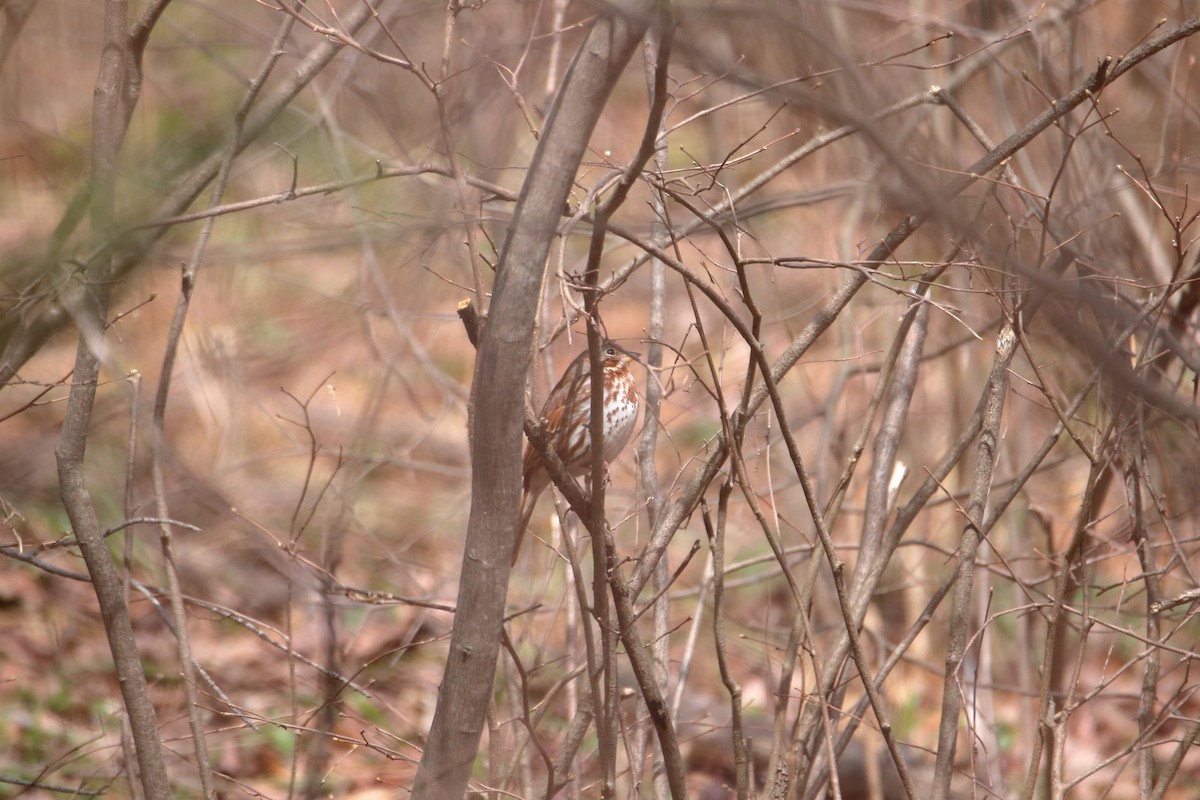 Fox Sparrow (Red) - ML618465351