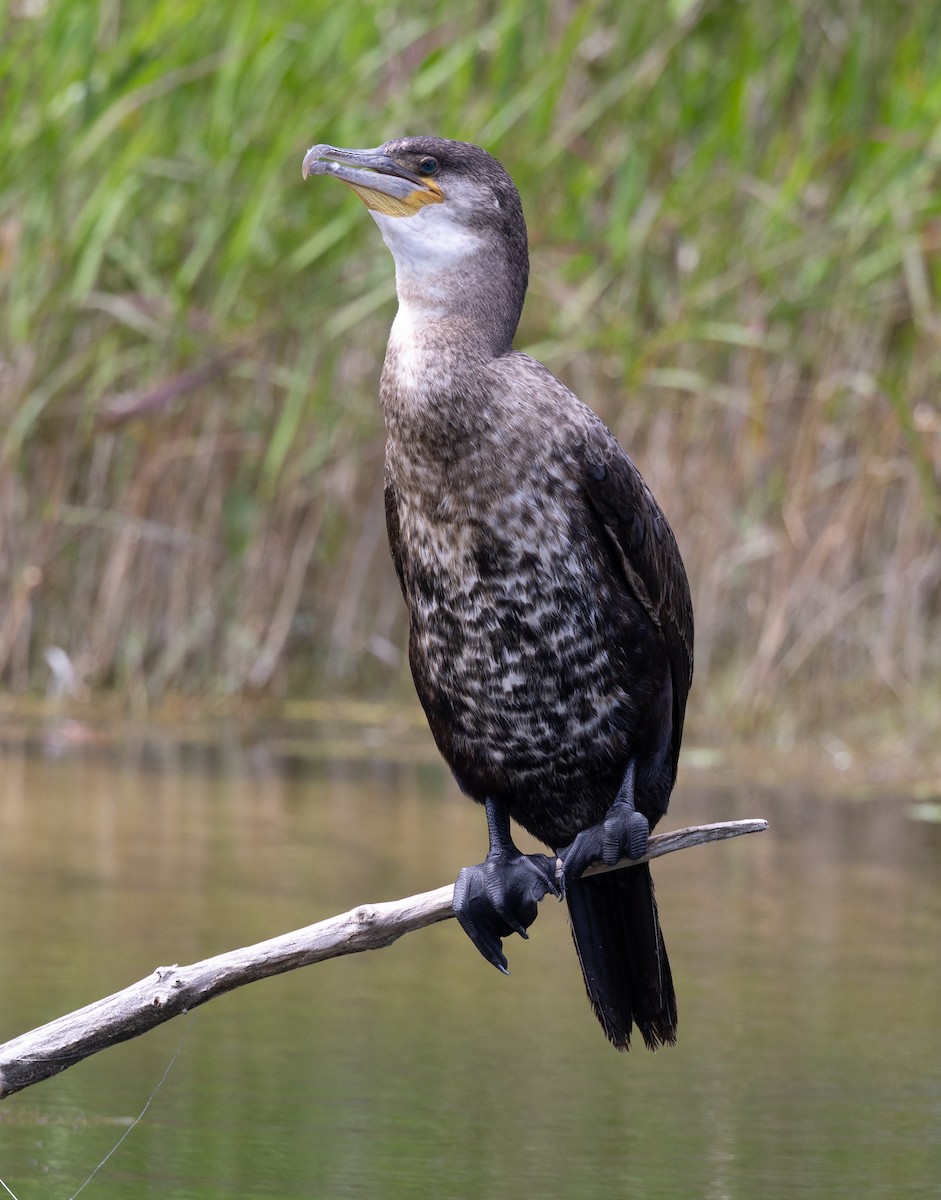 Great Cormorant - Steve and Cyndi Routledge