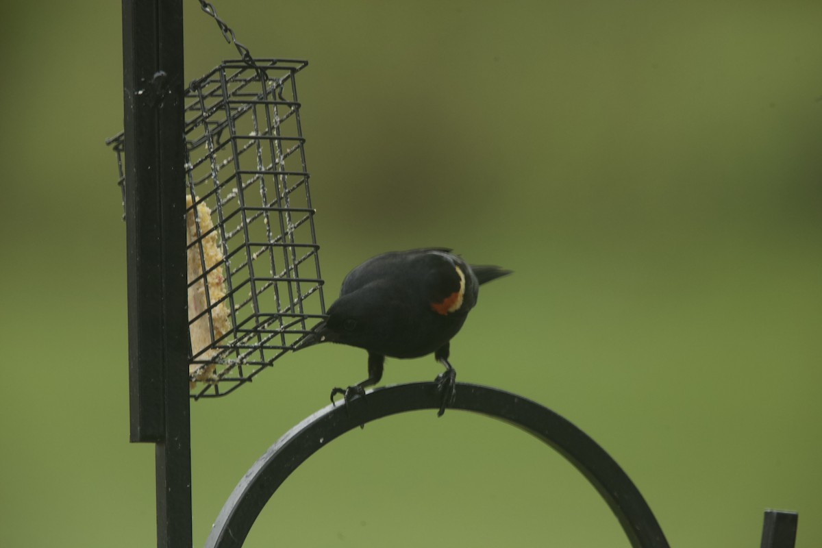 Red-winged Blackbird - ML618465387