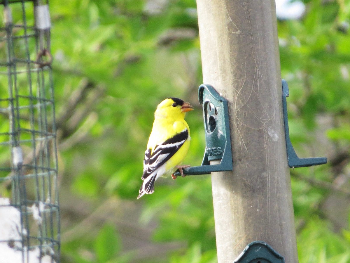 American Goldfinch - Chris Anderson