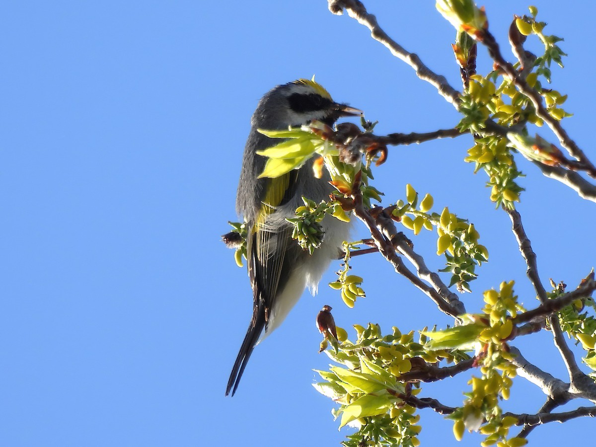 Golden-winged Warbler - Jenny Young