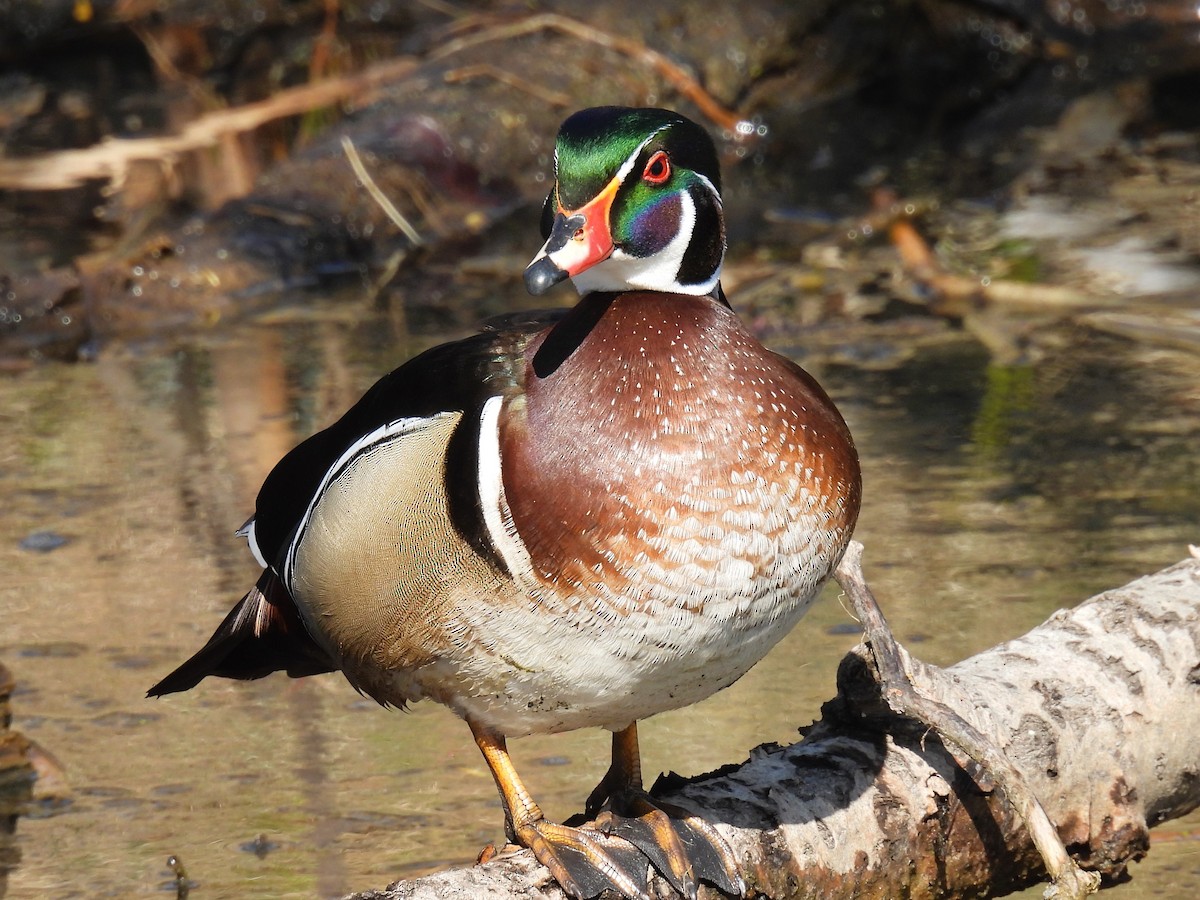 Wood Duck - Pam Hawkes