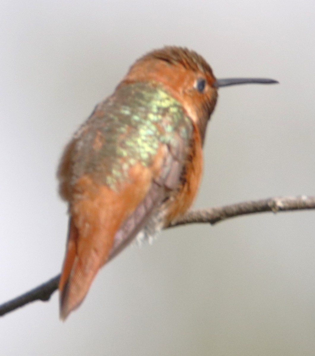 Allen's Hummingbird - ML618465486