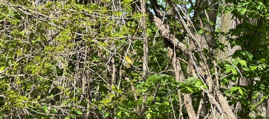 Yellow Warbler - ML618465493