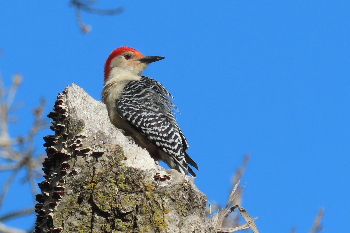 Red-bellied Woodpecker - ML618465520