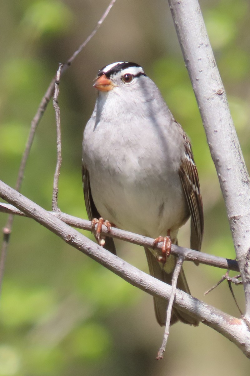White-crowned Sparrow - ML618465551