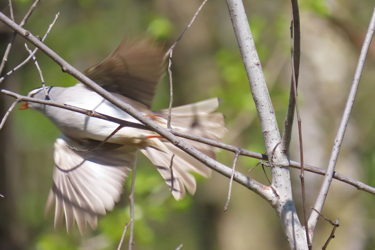 White-crowned Sparrow - John Zakelj