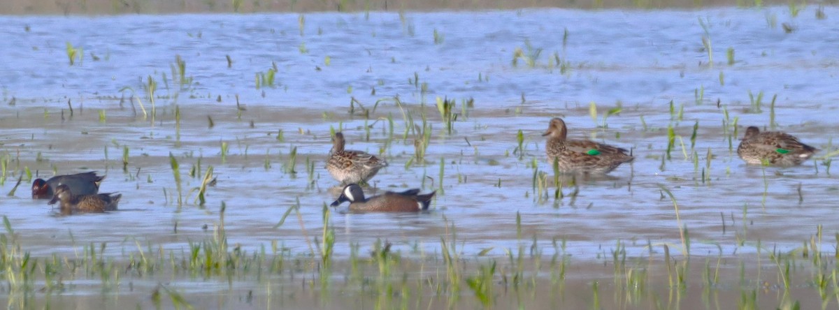 Green-winged Teal - ML618465577