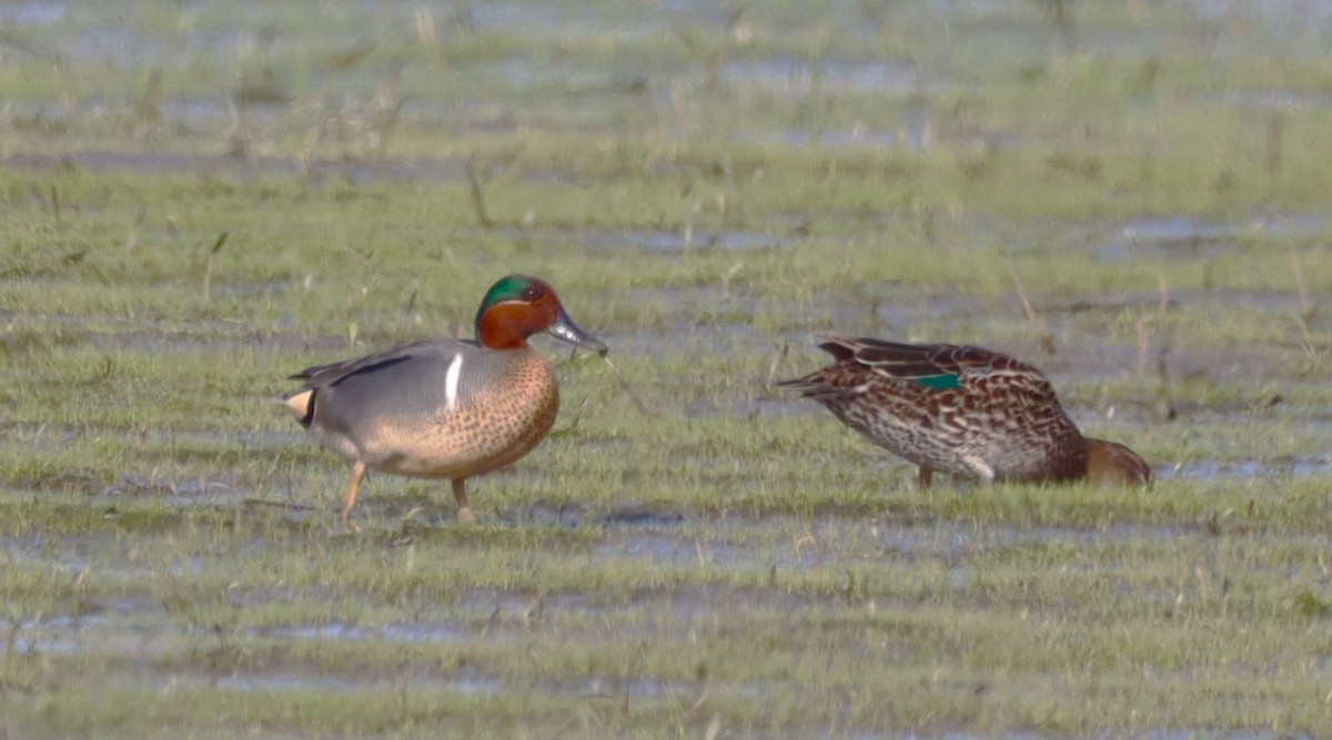 Green-winged Teal - ML618465579