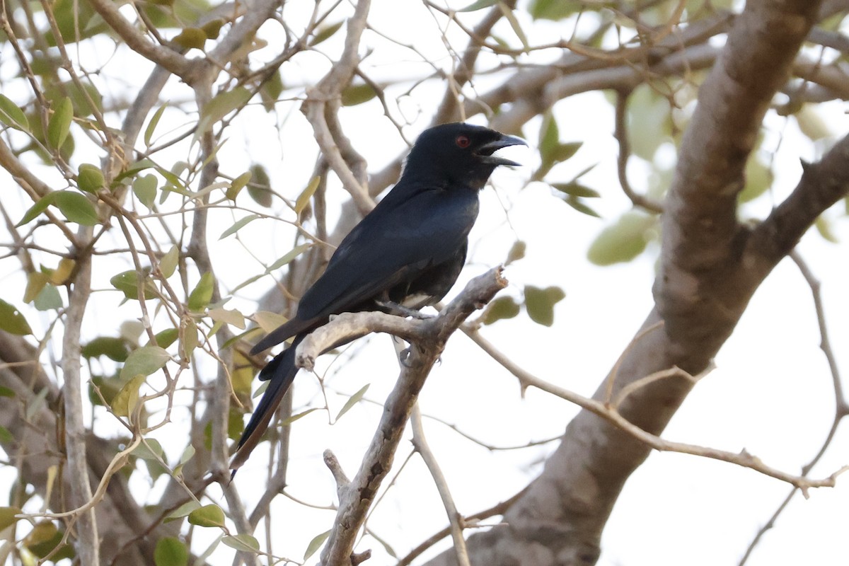 Fork-tailed Drongo - ML618465587