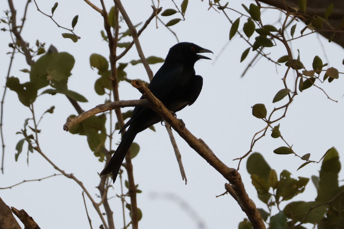 Fork-tailed Drongo - ML618465589