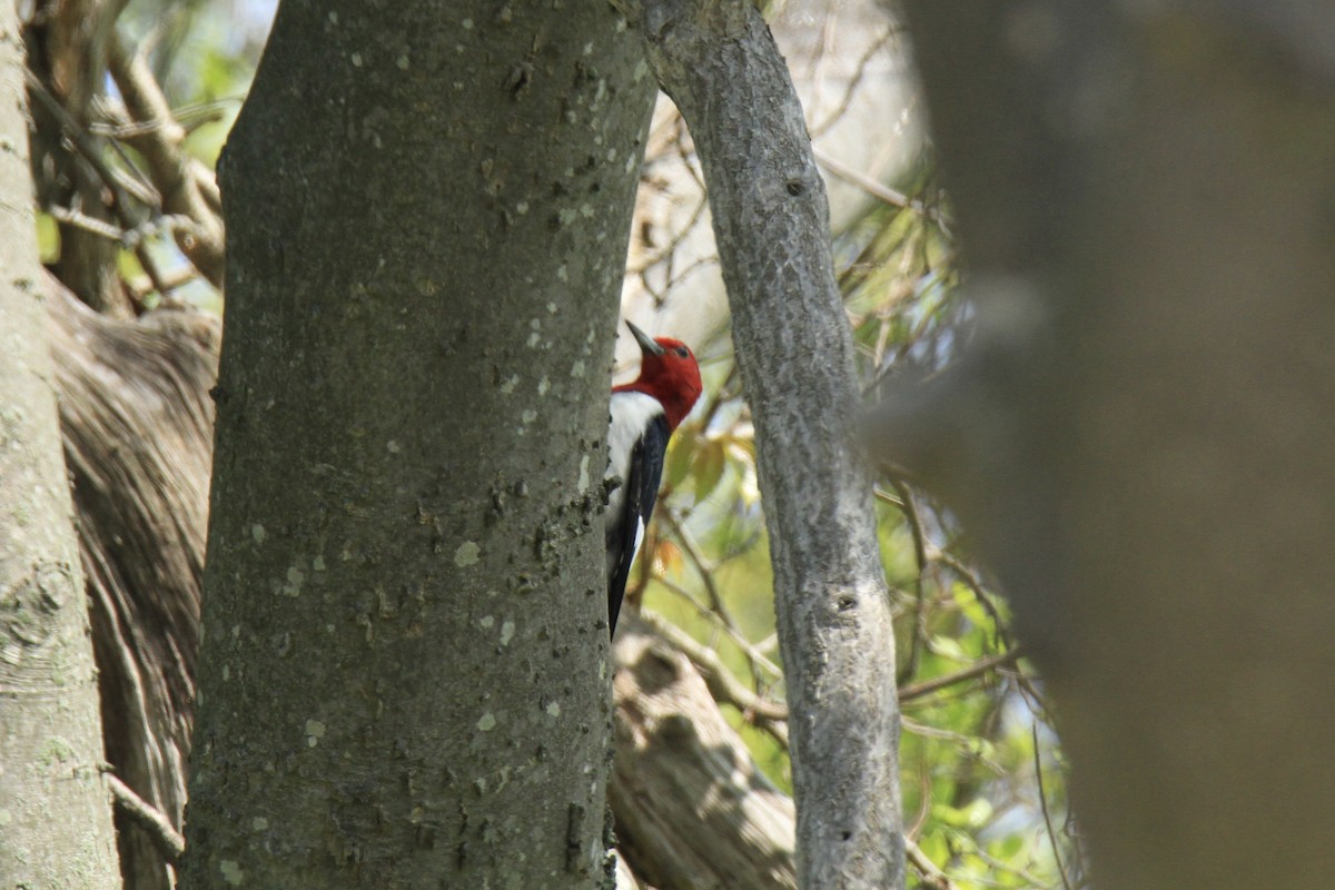 Red-headed Woodpecker - ML618465622