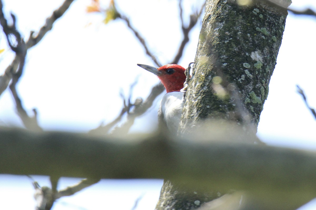 Red-headed Woodpecker - ML618465623